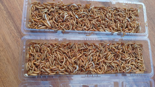 EntoPro Live Organically Bred Mealworms 120g