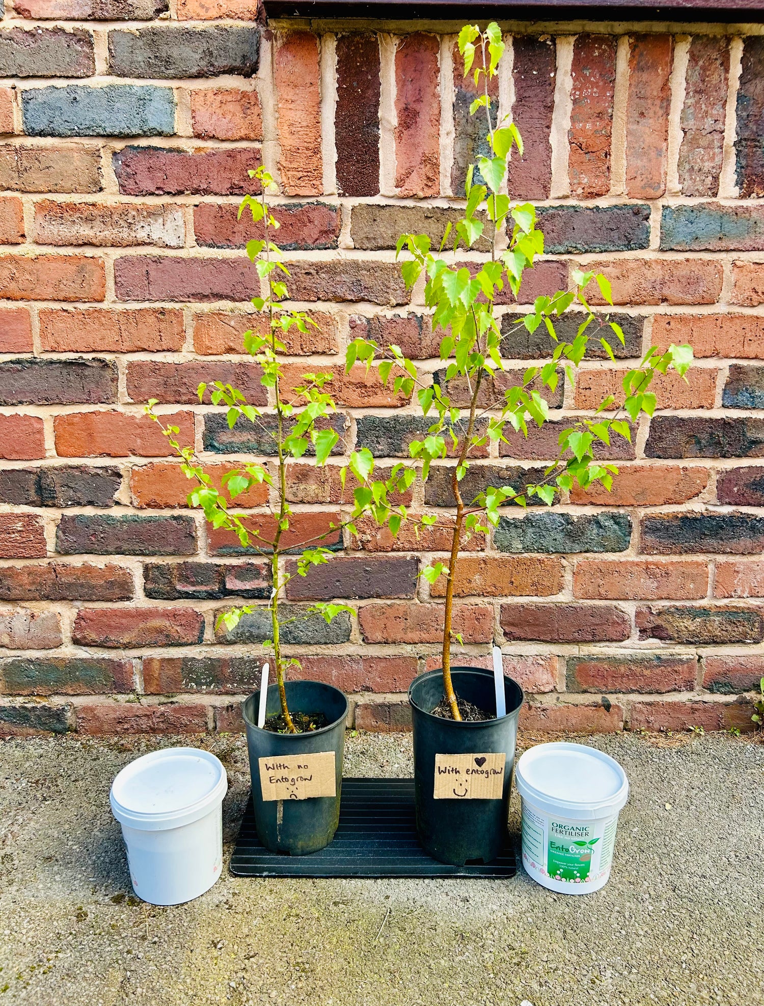 Ento U.P - Providing Insect Based Solutions – Ento U.P Store