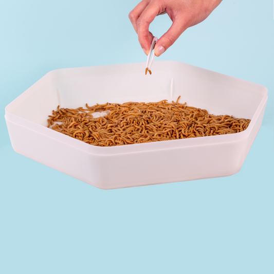 Mealworm Storage Tray (Beetle Tray Not Included)